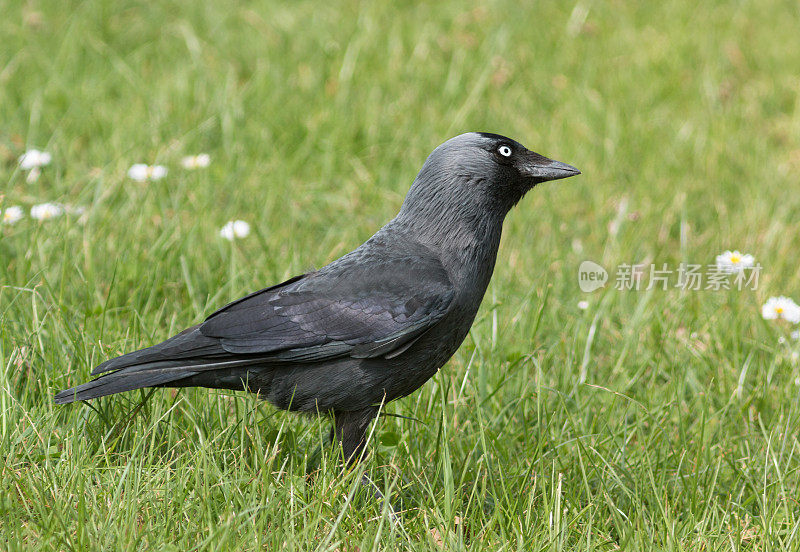 西部寒鸦（Corvus monedula）